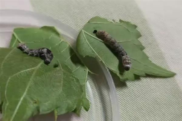 蚕幼虫期共有多少对足，一共有8对足