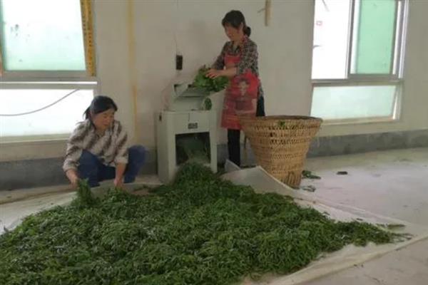 蚕幼虫期共有多少对足，一共有8对足