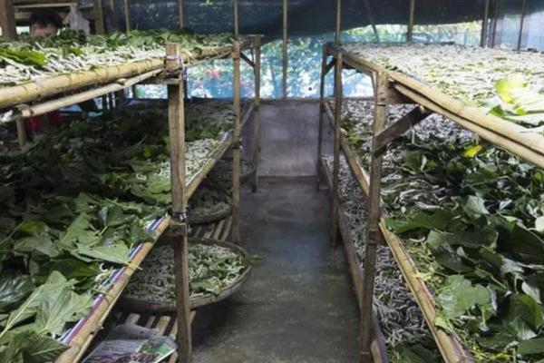 蚕幼虫期共有多少对足，一共有8对足