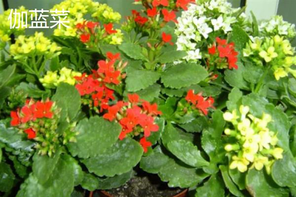 伽蓝菜和长寿花的区别，叶片、花朵、开花时间等方面都不同