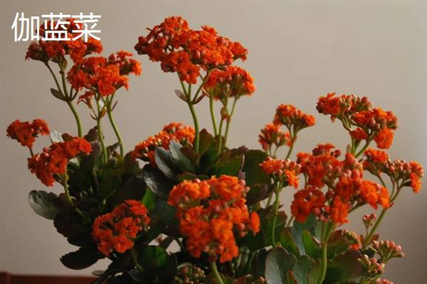 伽蓝菜和长寿花的区别，叶片、花朵、开花时间等方面都不同