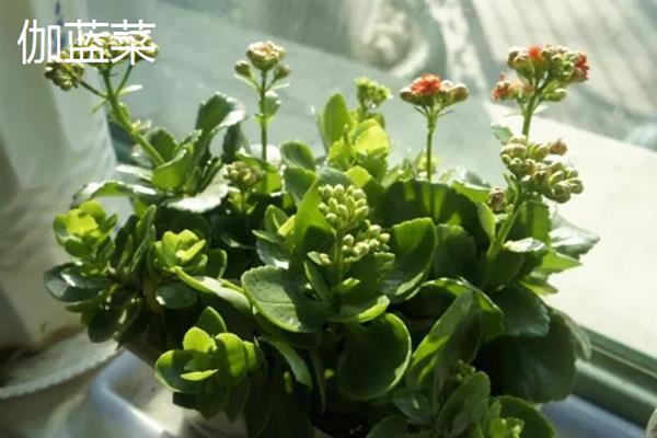 伽蓝菜和长寿花的区别，叶片、花朵、开花时间等方面都不同