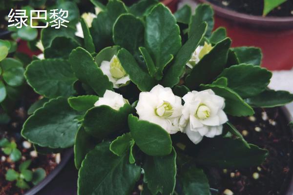 伽蓝菜和长寿花的区别，叶片、花朵、开花时间等方面都不同