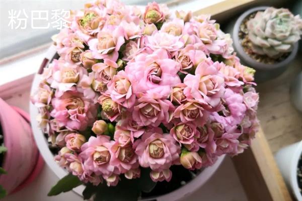 伽蓝菜和长寿花的区别，叶片、花朵、开花时间等方面都不同