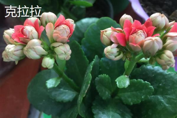伽蓝菜和长寿花的区别，叶片、花朵、开花时间等方面都不同