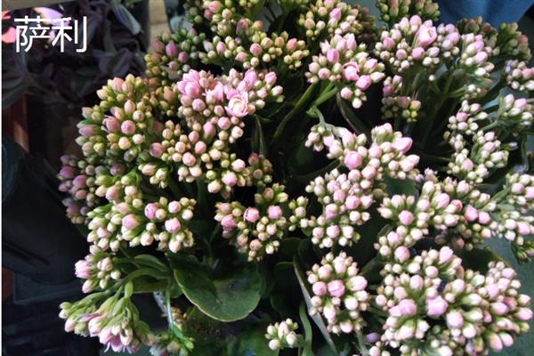 伽蓝菜和长寿花的区别，叶片、花朵、开花时间等方面都不同