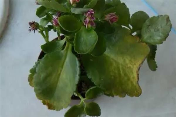 长寿花叶子变软原因及措施，可能是缺乏光照所致