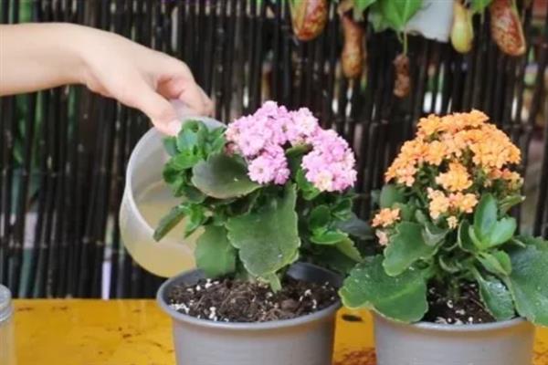 长寿花叶子变软原因及措施，可能是缺乏光照所致
