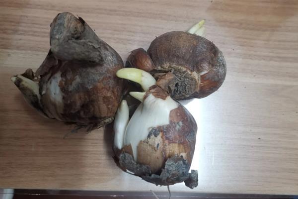 水仙花的沙养方法，每天要晒光8-10小时