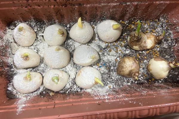 水仙花的沙养方法，每天要晒光8-10小时