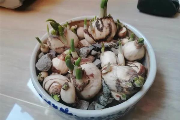 水仙花的沙养方法，每天要晒光8-10小时