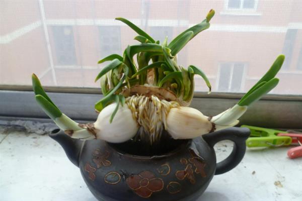 水仙花的沙养方法，每天要晒光8-10小时