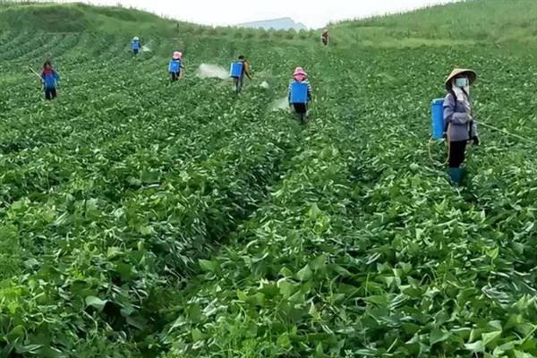 怎么防治红薯的常见病虫害，做好排水工作可以减少软腐病的发生