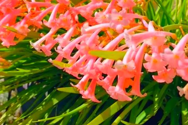 如何养殖垂筒花，生长期间每隔20-25天追肥一次