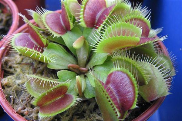 冬季养护捕蝇草的方法，将植株放在室内的向阳处