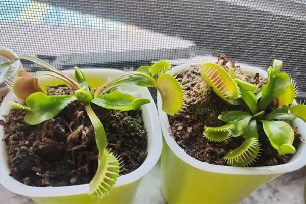 冬季养护捕蝇草的方法，将植株放在室内的向阳处