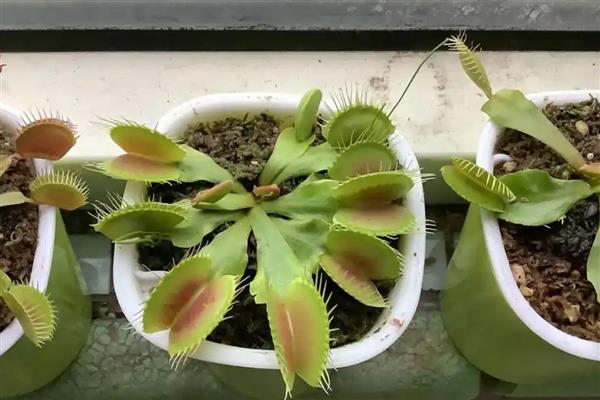 冬季养护捕蝇草的方法，将植株放在室内的向阳处