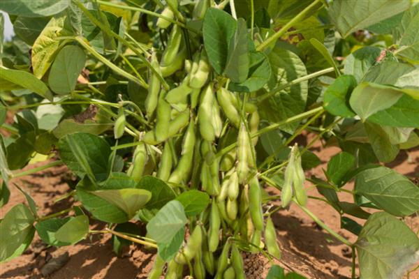 黄豆怎么种植，按照30厘米的株距进行点播