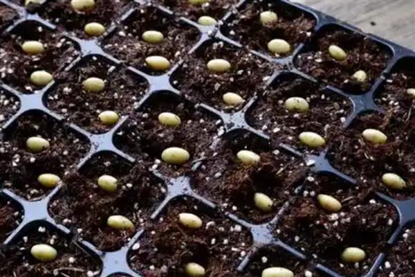 黄豆怎么种植，按照30厘米的株距进行点播