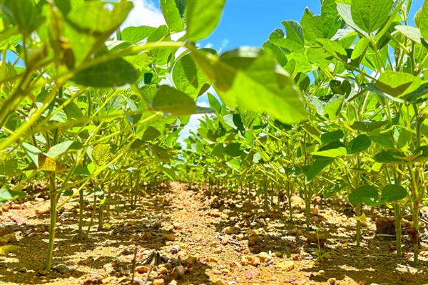 黄豆怎么种植，按照30厘米的株距进行点播