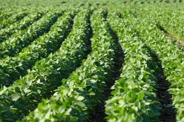 黄豆怎么种植，按照30厘米的株距进行点播