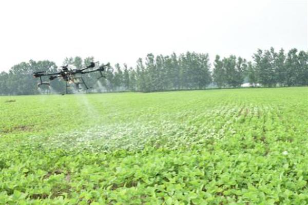 黄豆怎么种植，按照30厘米的株距进行点播