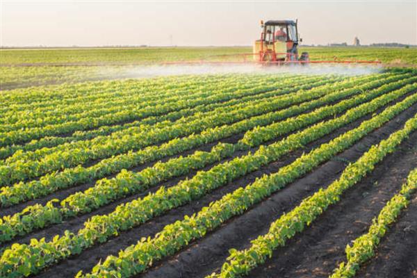 黄豆怎么种植，按照30厘米的株距进行点播