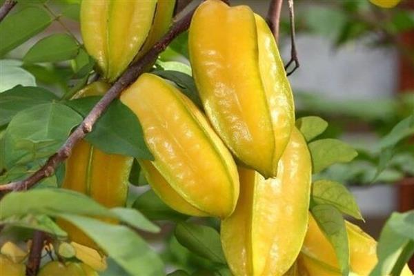 判断杨桃是否成熟的方法，果实成熟后会变成黄色或黄绿色