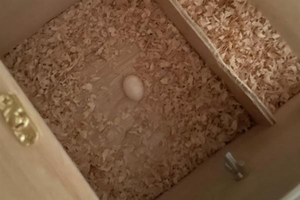 孵小鸡有哪些步骤，要选择近1个星期刚产的蛋孵化