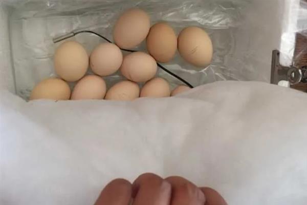 孵小鸡有哪些步骤，要选择近1个星期刚产的蛋孵化