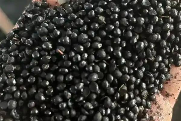 花椒种子的处理方法，用沸水烫5分钟再搓油