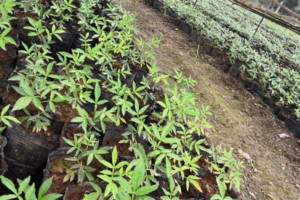 花椒种子的处理方法，用沸水烫5分钟再搓油