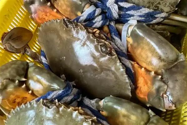 中国青蟹之乡是哪里，浙江三门县享有声誉