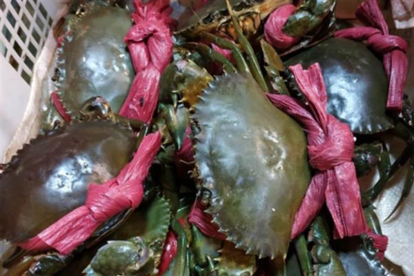 中国青蟹之乡是哪里，浙江三门县享有声誉