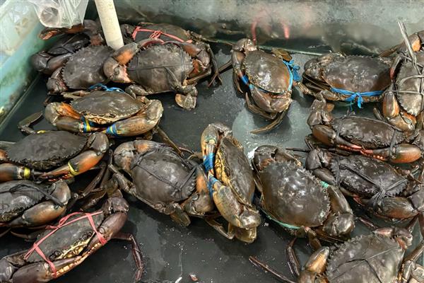 中国青蟹之乡是哪里，浙江三门县享有声誉