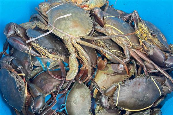 中国青蟹之乡是哪里，浙江三门县享有声誉