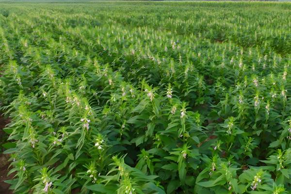 黑芝麻的种植技术，应注意中耕除草