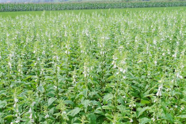 黑芝麻的种植技术，应注意中耕除草