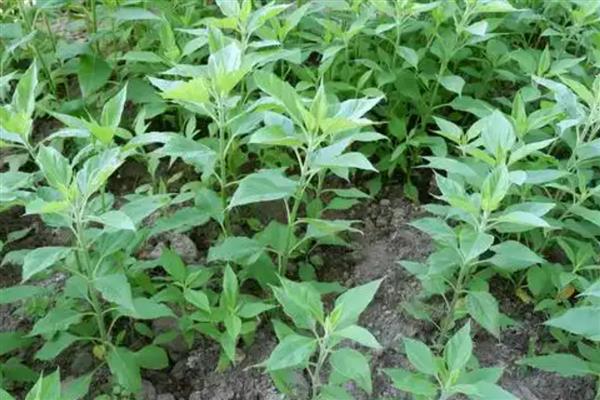 黑芝麻的种植技术，应注意中耕除草