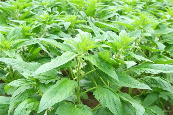 黑芝麻的种植技术，应注意中耕除草