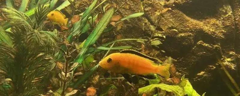 冬季如何饲养热带鱼，将水温保持在20-30℃