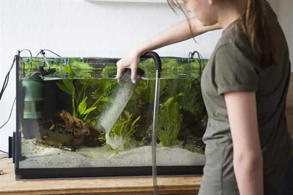 冬季如何饲养热带鱼，将水温保持在20-30℃