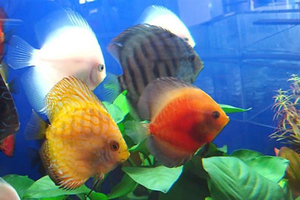冬季如何饲养热带鱼，将水温保持在20-30℃