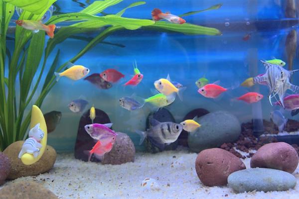 冬季如何饲养热带鱼，将水温保持在20-30℃