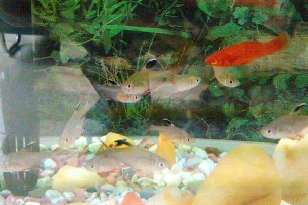 冬季如何饲养热带鱼，将水温保持在20-30℃