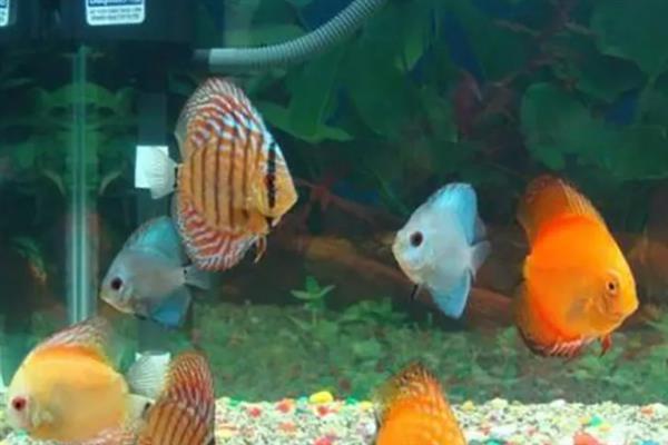 冬季如何饲养热带鱼，将水温保持在20-30℃