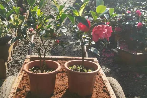 在家怎么养护四季茶花，春秋季节每隔2-3天浇一次水