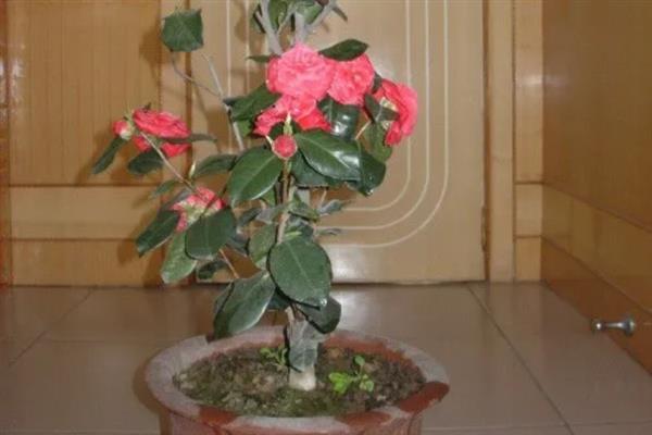 在家怎么养护四季茶花，春秋季节每隔2-3天浇一次水