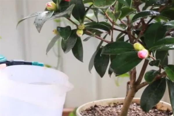 在家怎么养护四季茶花，春秋季节每隔2-3天浇一次水