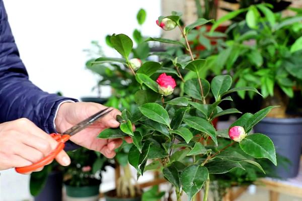 在家怎么养护四季茶花，春秋季节每隔2-3天浇一次水